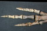 Struthiomimus Composite Foot - Two Medicine Formation #92641-4